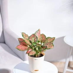 Aglaonema Pink Beauty Plant - Medium