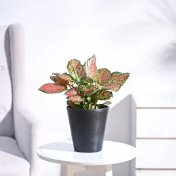 Aglaonema Pink Beauty Plant - Medium