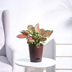 Aglaonema Pink Beauty Plant - Medium