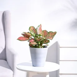 Aglaonema Pink Beauty Plant - Medium
