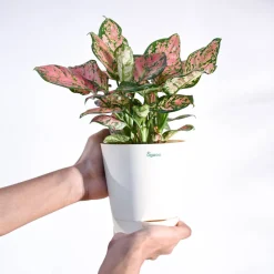 Aglaonema Pink Beauty Plant - Medium