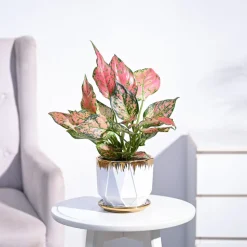 Aglaonema Pink Beauty Plant - Medium