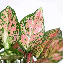 Aglaonema Pink Beauty Plant - Medium