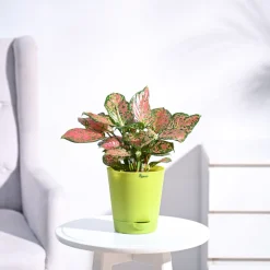 Aglaonema Pink Beauty Plant - Medium