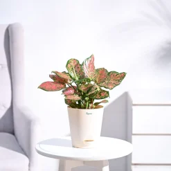 Aglaonema Pink Beauty Plant - Medium