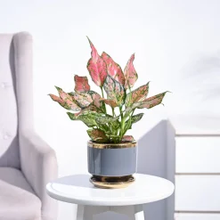 Aglaonema Pink Beauty Plant - Medium