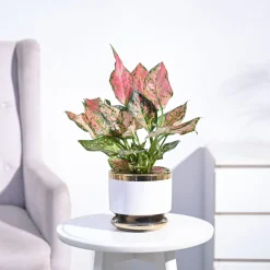 Aglaonema Pink Beauty Plant - Medium