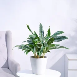 Aglaonema Queen Plant