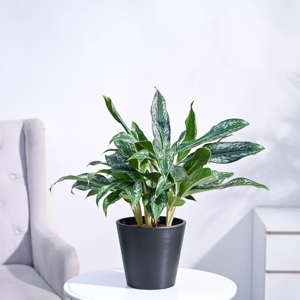 Aglaonema Queen Plant