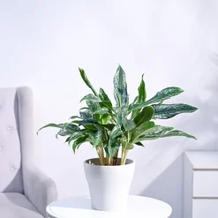 Aglaonema Queen Plant