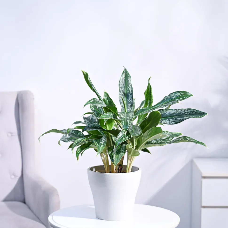Aglaonema Queen Plant