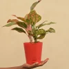 Aglaonema Red and Aglaonema Pink Beauty Plant Bouquet