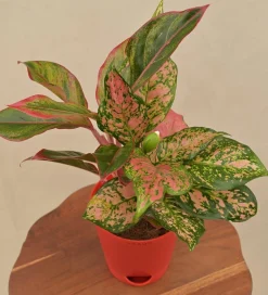 Aglaonema Red and Aglaonema Pink Beauty Plant Bouquet