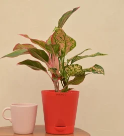 Aglaonema Red and Aglaonema Pink Beauty Plant Bouquet