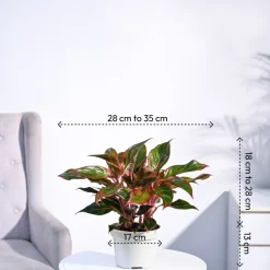 Aglaonema Red Plant