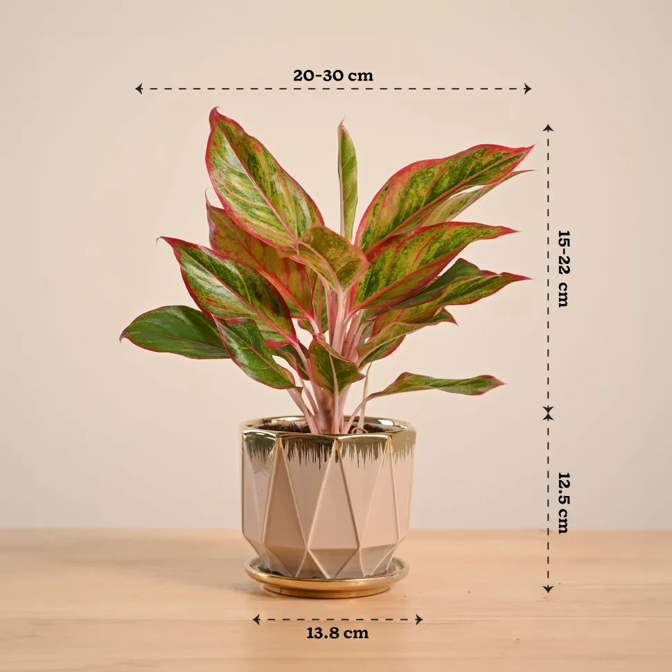 Aglaonema Red Plant