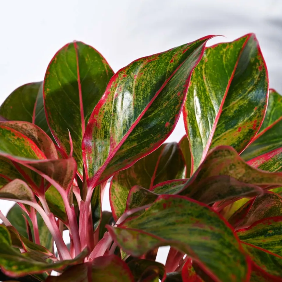 Aglaonema Red Plant