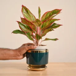 Aglaonema Red Plant