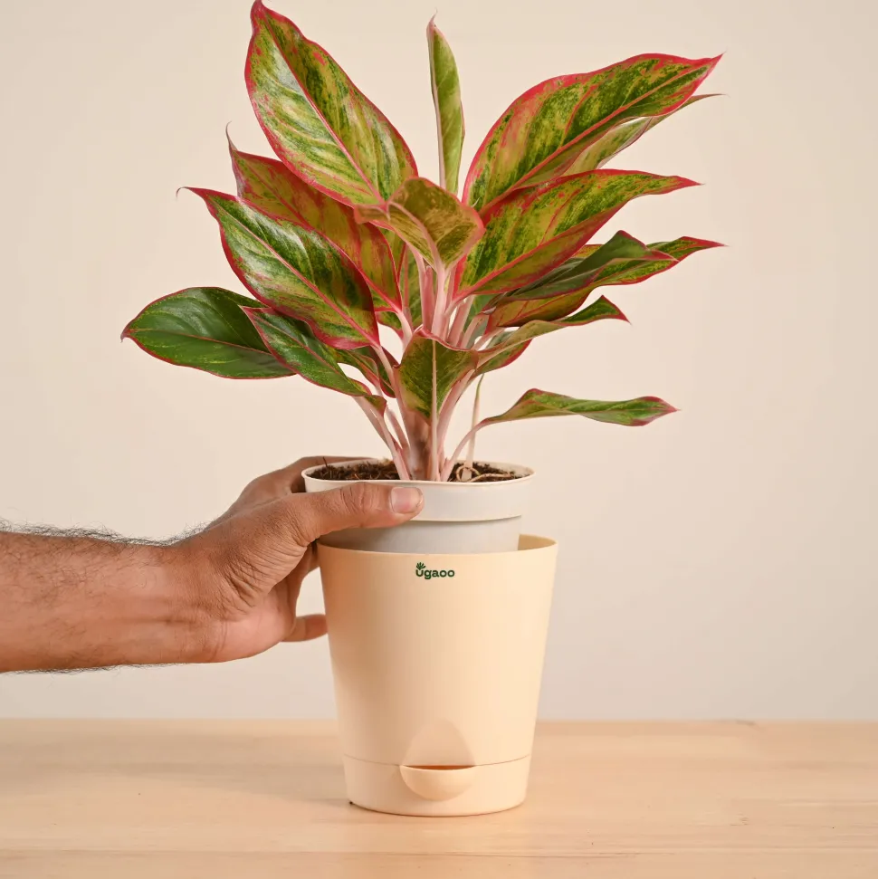 Aglaonema Red Plant