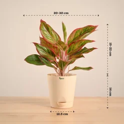 Aglaonema Red Plant
