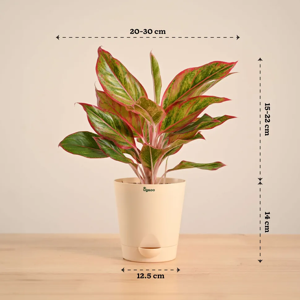 Aglaonema Red Plant