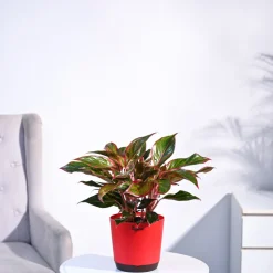 Aglaonema Red Plant