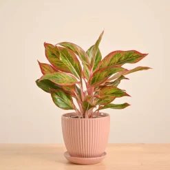 Aglaonema Red Plant