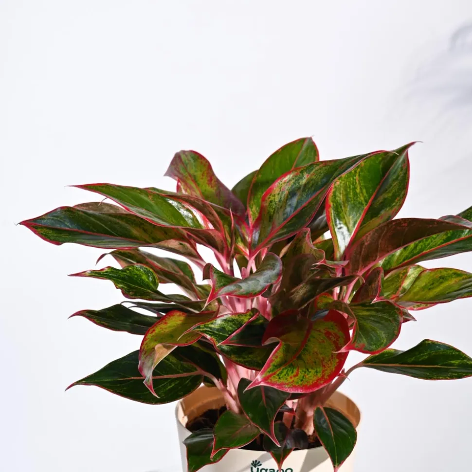 Aglaonema Red Plant