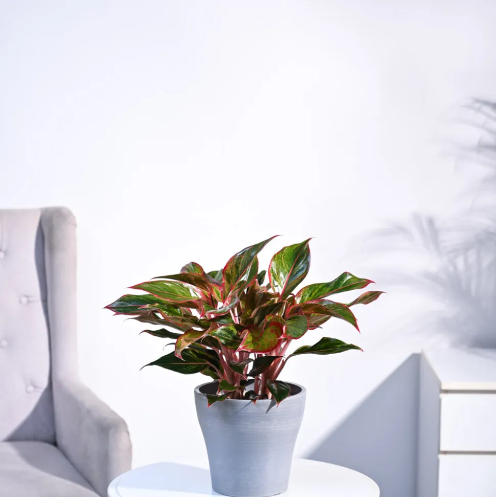 Aglaonema Red Plant