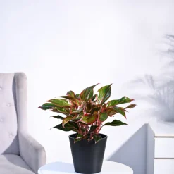 Aglaonema Red Plant