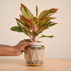 Aglaonema Red Plant