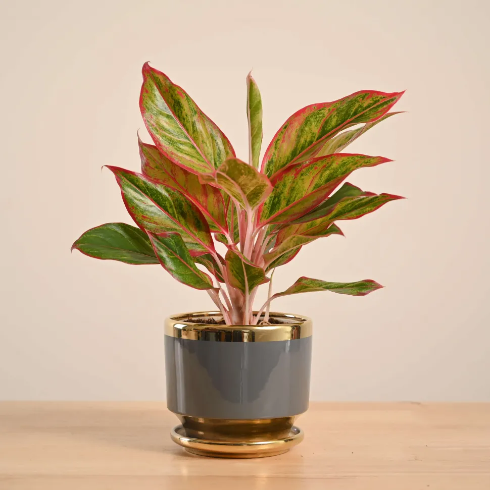 Aglaonema Red Plant