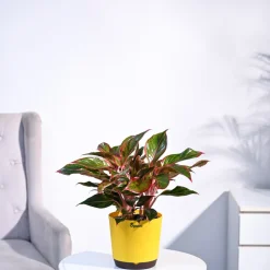 Aglaonema Red Plant