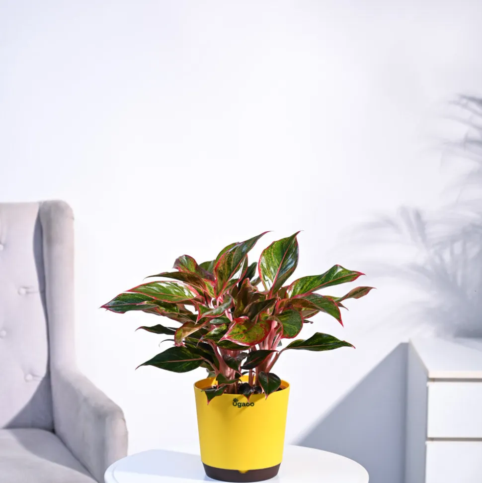 Aglaonema Red Plant