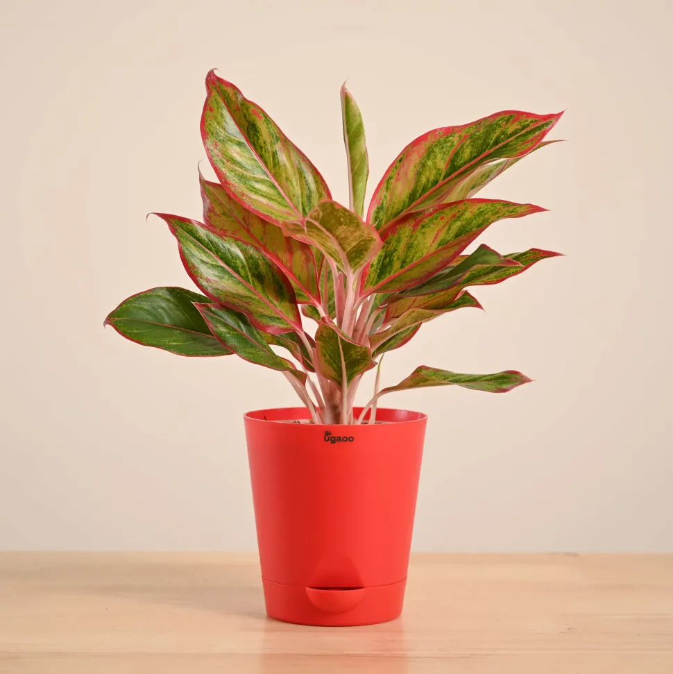 Aglaonema Red Plant