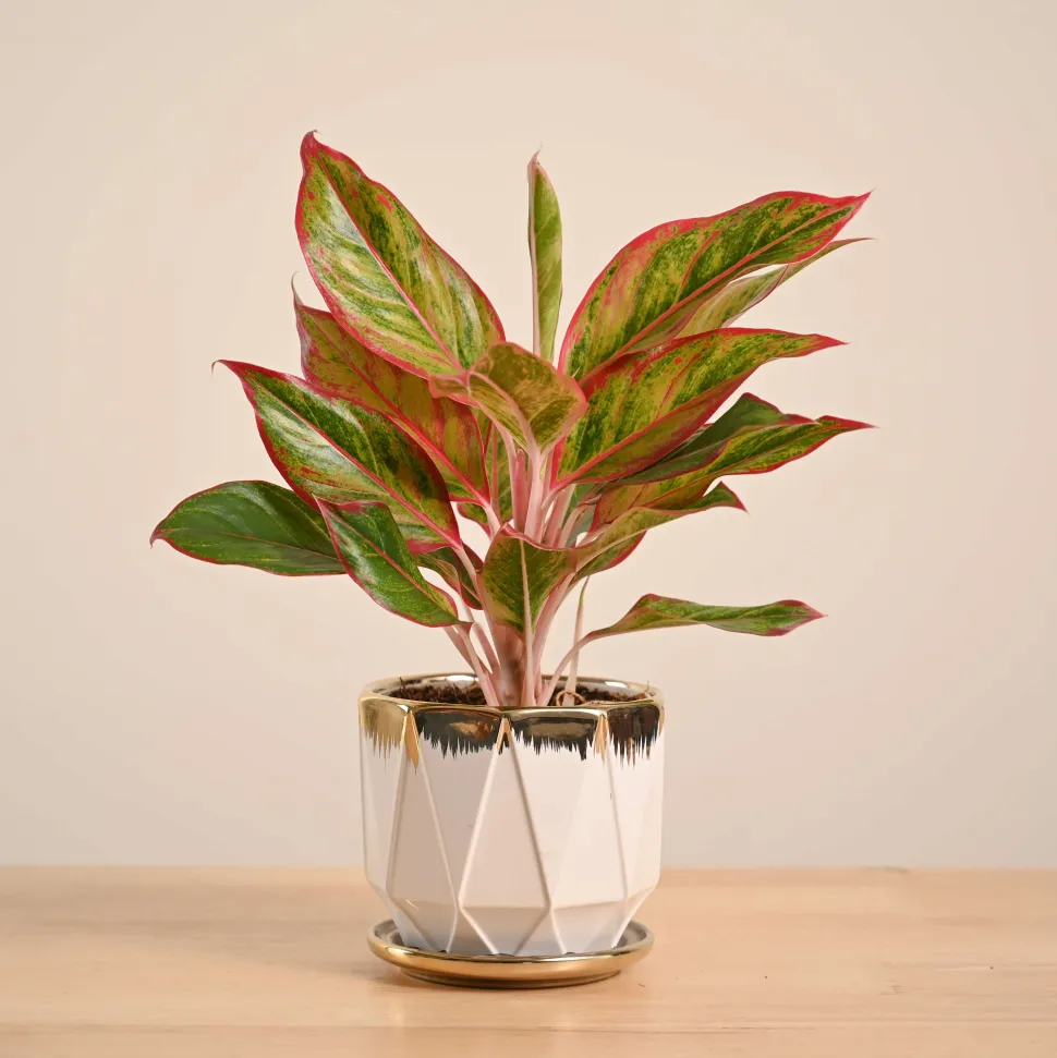 Aglaonema Red Plant