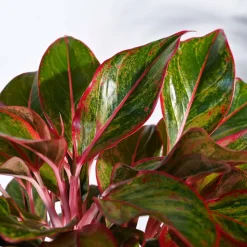 Aglaonema Red Plant