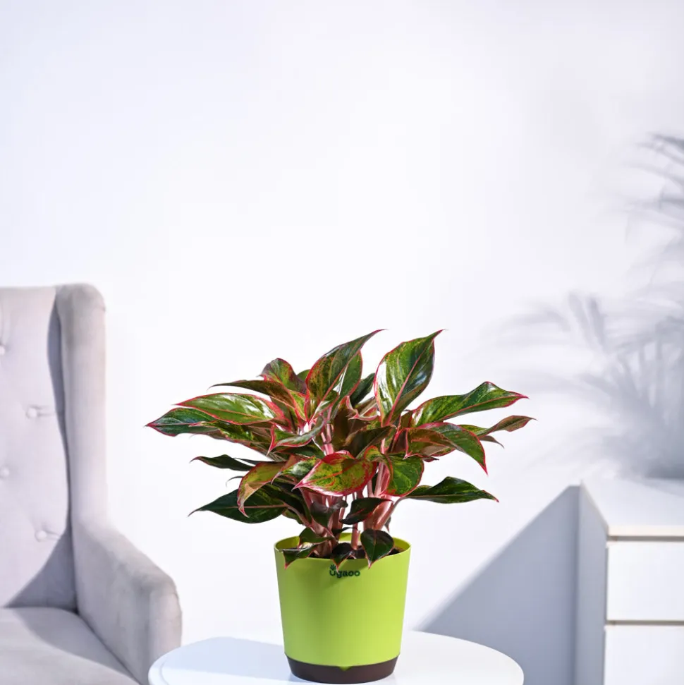 Aglaonema Red Plant