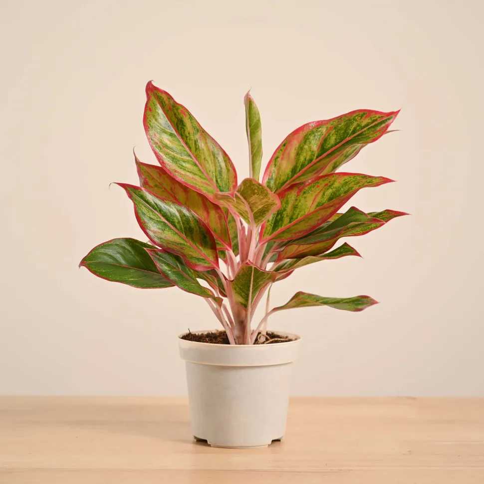 Aglaonema Red Plant