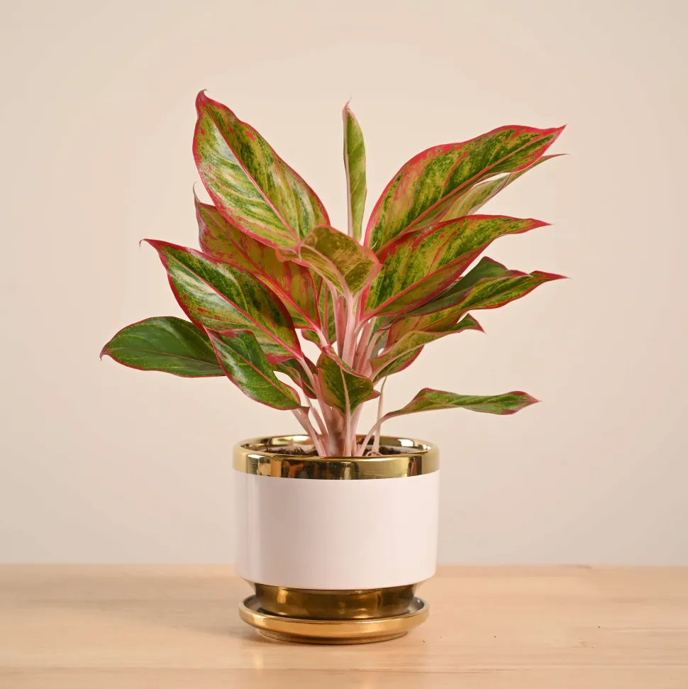 Aglaonema Red Plant