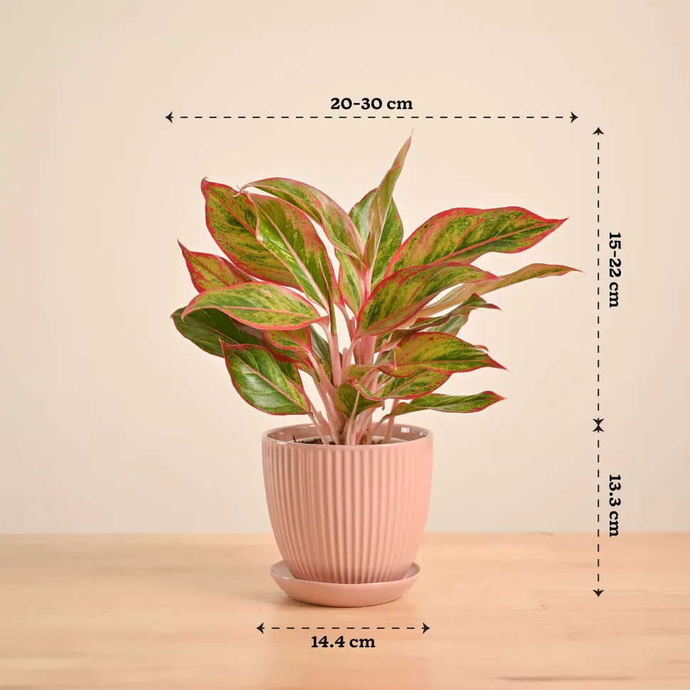Aglaonema Red Plant