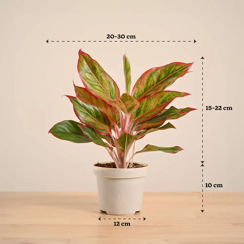 Aglaonema Red Plant