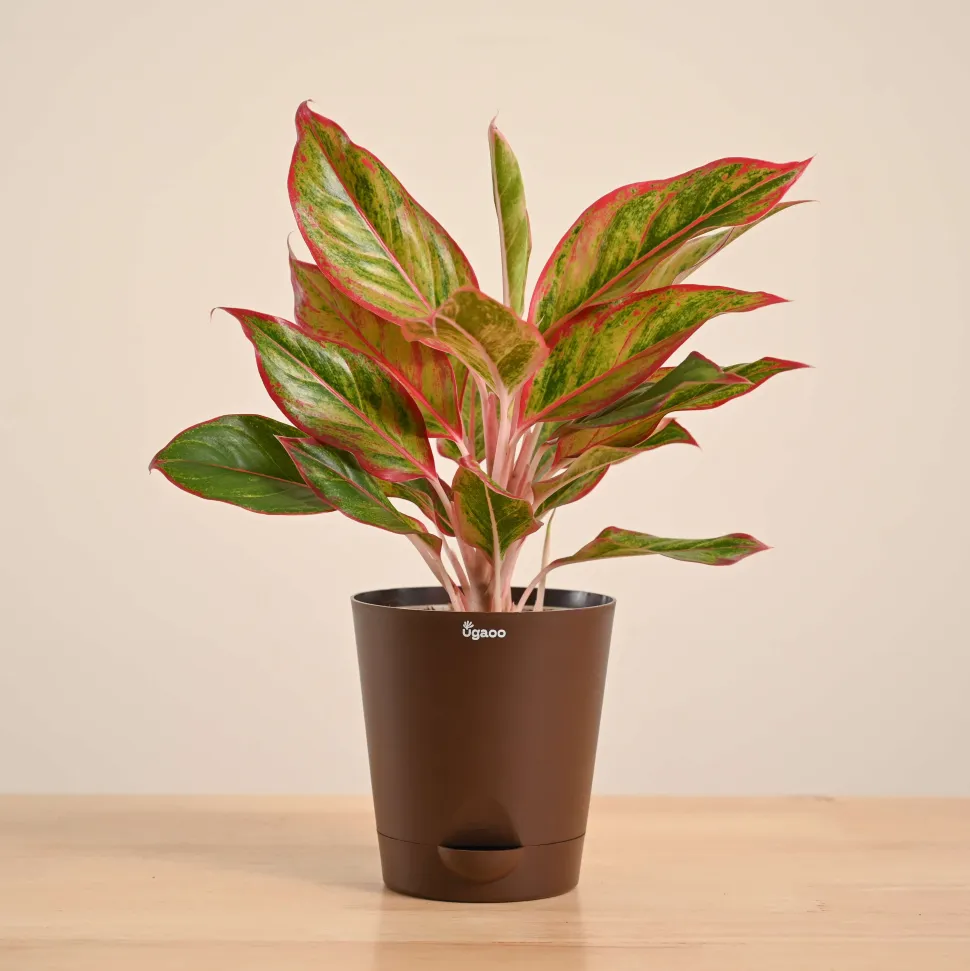 Aglaonema Red Plant