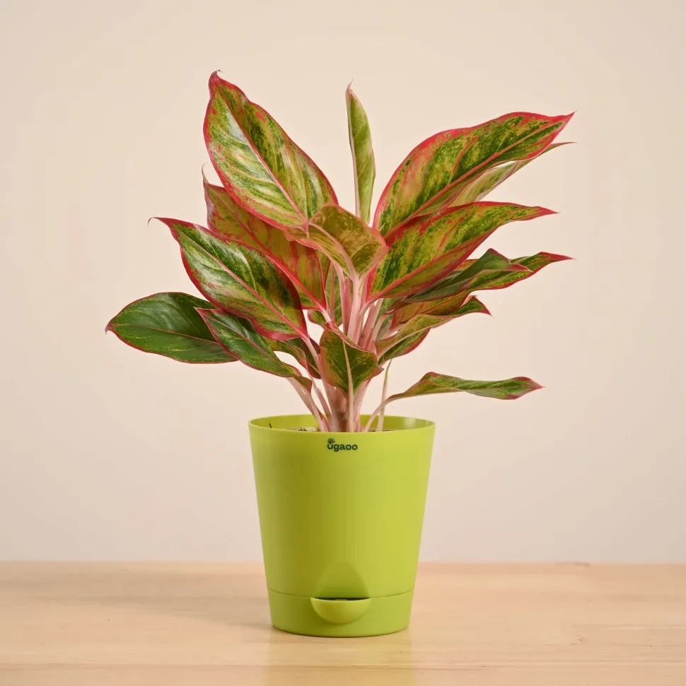 Aglaonema Red Plant