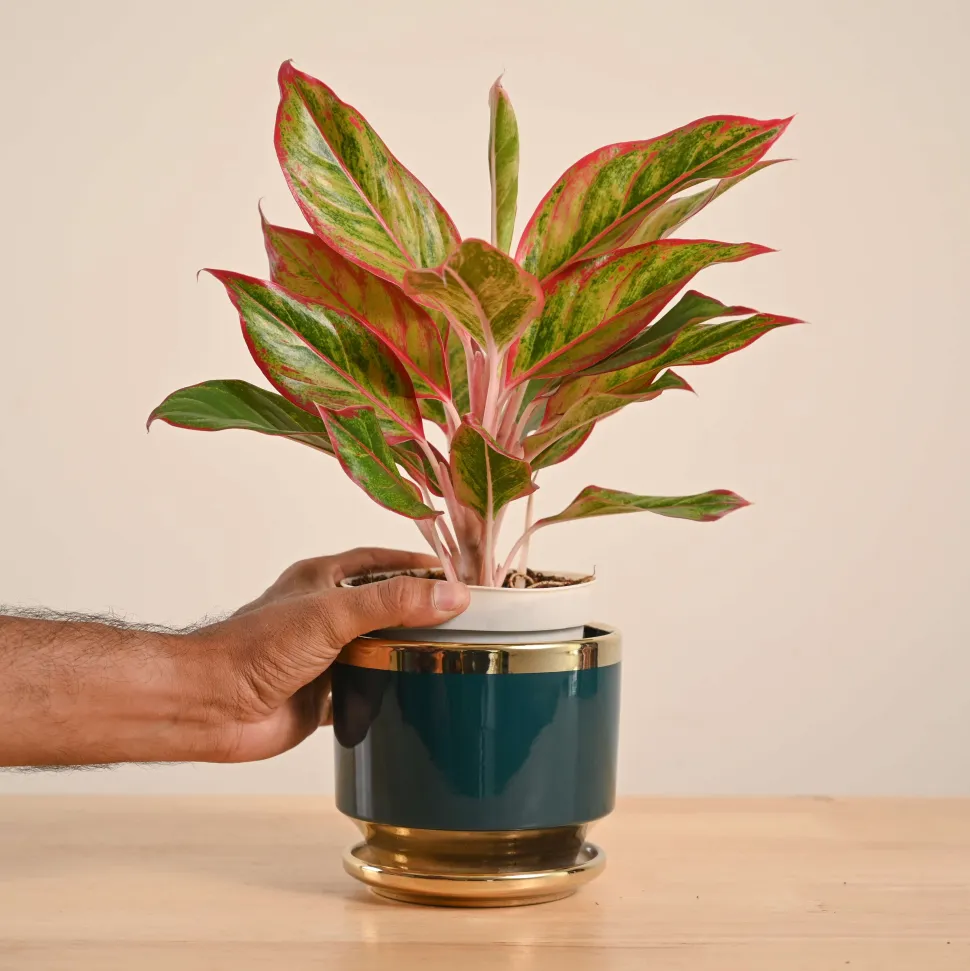 Aglaonema Red Plant