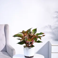 Aglaonema Red Plant