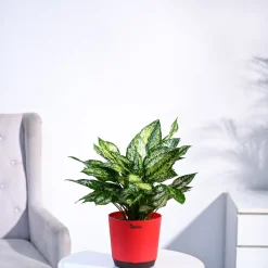 Aglaonema Snow White Plant