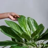 Aglaonema Stripes Plant - XL