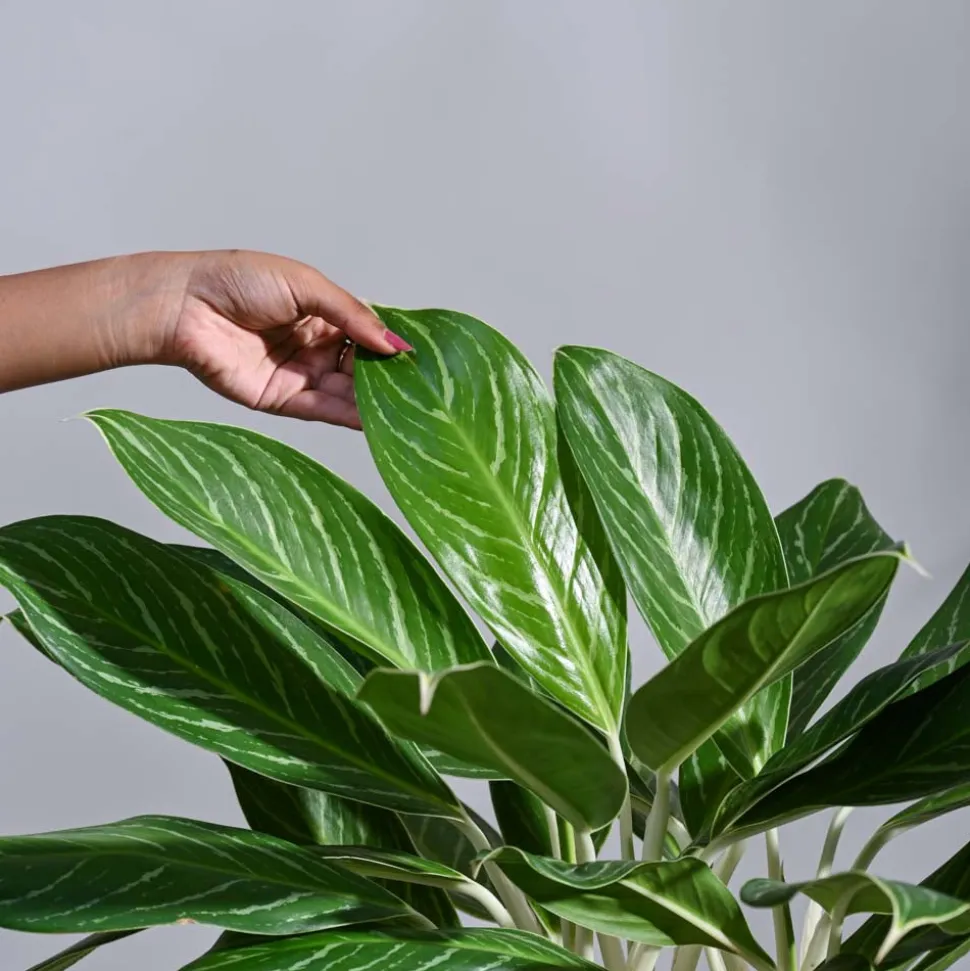 Aglaonema Stripes Plant - XL