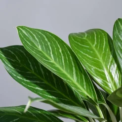 Aglaonema Stripes Plant - XL